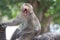 Monkeys yawn