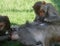 Monkeys in zoo doing their personal hygiene