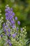 Monks hood aconitum napellus flowers