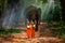 Monks or novices and elephants walking alms round. Novice Thai standing and big elephant with forest background. , Tha Tum