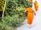 Monks and novices walk on the street.