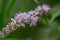 Monks pepper Vitex agnus-castus Pink Pinnacle with pinkish flowers