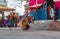 Monks perform masked and costumed dance of Tibetan Buddhism during the Cham Dance Festival. Dancers blurred motion