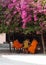 Monks in the shade of the old bougainvillea