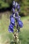 Monkshood  Aconitium napellus