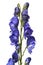 Monkshood  Aconitium napellus