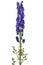 Monkshood  Aconitium napellus