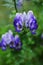 Monkshood Aconitum autumnale blue and white flowers closeup