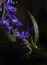 Monkshood or Aconitum in the dew on a black background