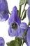 Monkshood, Aconitum napellus,