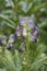 Monkshood Aconitum napellus, budding in purple blue