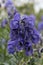 Monkshood Aconitum napellus, flowering in deep purple blue