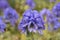 Monkshood Aconitum napellus, flowering in natural habitat