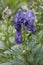 Monkshood Aconitum napellus, flowers in purple blue