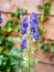 Monkshood, Aconitum napellus, with purple blue flowers in garden, Netherlands