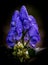 Monkshood Flower, aconitum