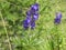 Monkshood flower with blue blossom in the mountains