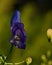 Monkshood, poisonous plant