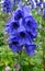 Monkshood or wolfsbane flower in the garden