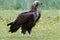 Monniksgier, Cinereous Vulture, Aegypius monachus