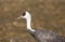 Monnikskraanvogel, Hooded Crane, Grus monacha