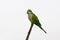 Monniksparkiet, Monk Parakeet, Myiopsitta monachus