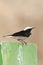 Monnikstapuit, Hooded Wheatear, Oenanthe monacha