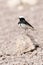 Monnikstapuit, Hooded Wheatear, Oenanthe monacha