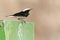 Monnikstapuit, Hooded Wheatear, Oenanthe monacha