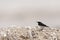 Monnikstapuit, Hooded Wheatear, Oenanthe monacha