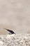 Monnikstapuit, Hooded Wheatear, Oenanthe monacha