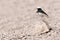 Monnikstapuit, Hooded Wheatear, Oenanthe monacha