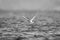 Mono Antarctic tern catches fish from sea