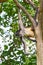 Mono Arana Spider Monkey in Riviera Maya