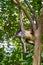 Mono Arana Spider Monkey in Riviera Maya