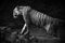 Mono Bengal tiger leaves waterhole in shadows