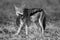 Mono black-backed jackal chewing helmeted guineafowl feathers