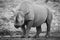 Mono black rhino by waterhole watching camera