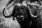 Mono close-up of Cape buffalo facing camera