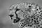 Mono close-up of cheetah head on grassland