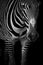 Mono close-up of Grevy zebra lowering head