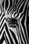 Mono close-up of Grevy zebra staring down