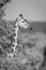 Mono close-up of reticulated giraffe in bushes
