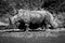 Mono close-up of two white rhinoceros eating