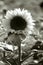 Mono image of a single sunflower