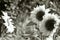 Mono image of three sunflowers