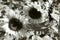 Mono image of three sunflowers