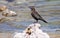 Mono Lake birds