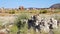 Mono Lake Natural Reserve birds