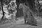 Mono leopard sits on ground near tree